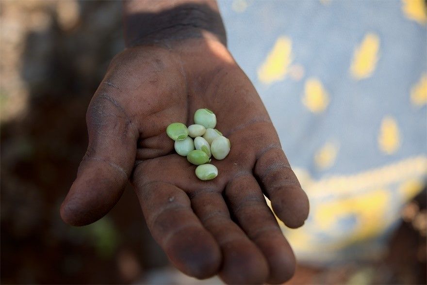 To adequately study smallholder farms, researchers need access to  high-resolution satellite data. This will provide critical tools, data, and scientific underpinning for the policies necessary to meet the targets defined under the SDGs. Pictured is a hand holding some beans. Image credit: Cristina Chiarella (photographer).