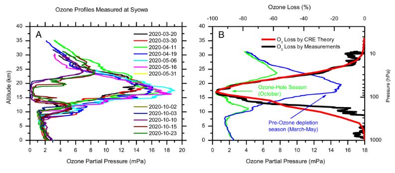 (A) Measured daily ozone altitude profiles in the predepletion season (March–May, MAM) and deepest ozone-hole month (October) of 2020 at Syowa Station in Antarctica (69°S, 39.6°E). (B) The observed mean ozone altitude profiles (thin blue and green lines) for the MAM and October shown in A, the observed altitude profile of October monthly mean O3 loss in percentage (thick black line), and the calculated altitude profile of ozone loss by the CRE theory (thick red line).