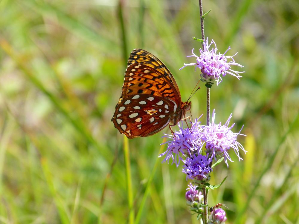 Aphrodite Fritillary in Michigan, a rapidly declining species of butterfly in the midwestern United States. 
CREDIT: Ronda Spink
