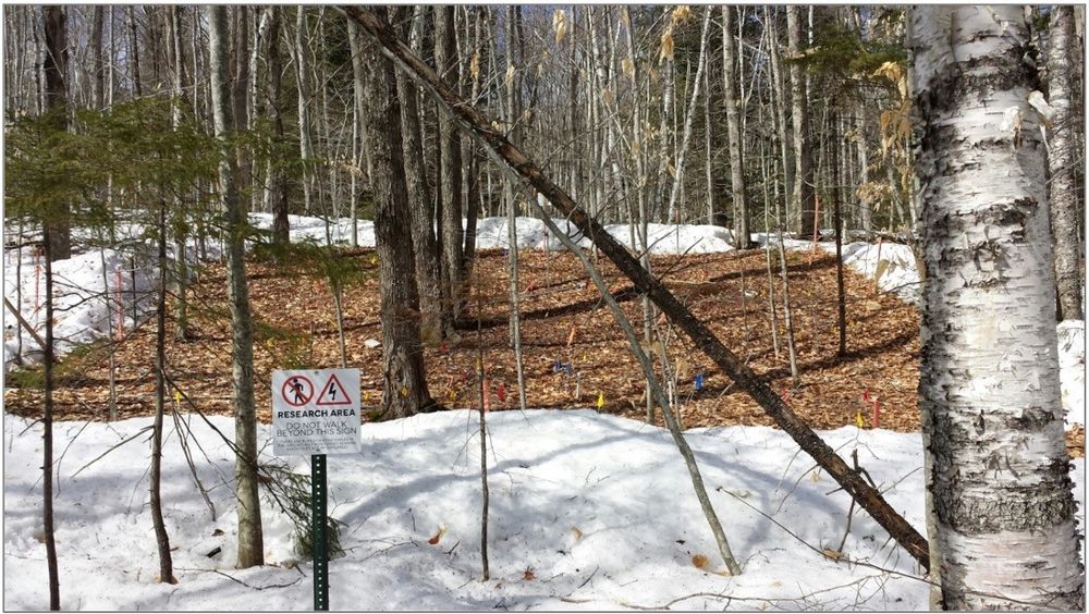 Climate Change Across Seasons Experiment plot during spring snowmelt. Plot is 11x13.5 meters in size.
CREDIT: Pamela Templer
