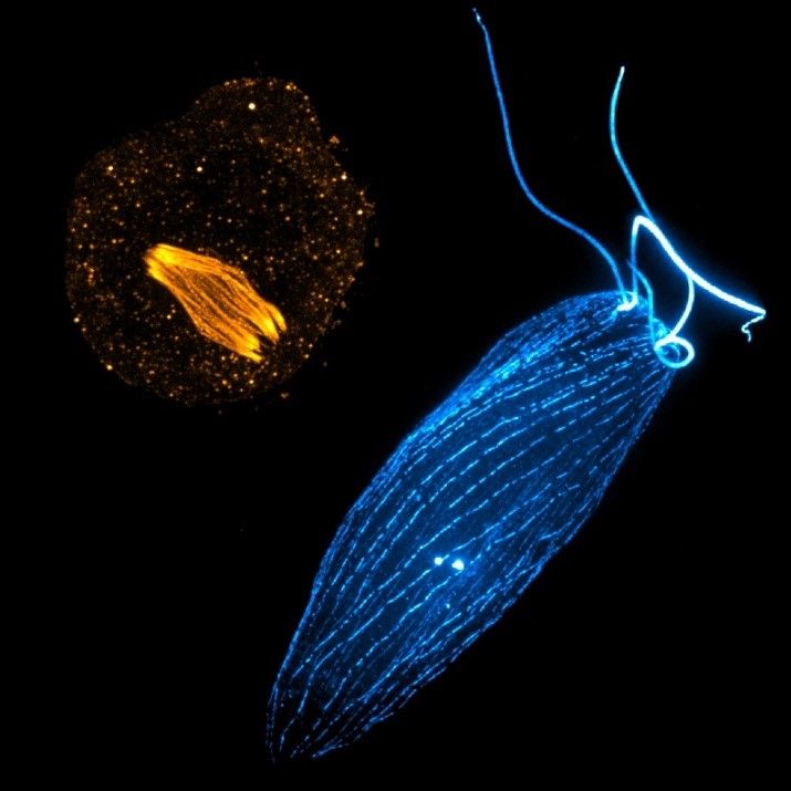 The amoeba Naegleria gruberi has two distinct cell states with different structures, including a mitotic spindle (left) and flagella (right). These cells use different tubulins to build these different structures. 

CREDIT: Andrew Kennard (University of Massachusetts, Amherst).