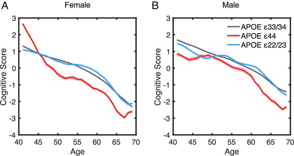 The influence of APOE, sex, and age on cognitive performance for female and male participants. 
