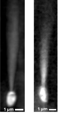 Maximum intensity projections for silicate in-expressing cells scattering light captured by a custom-built microscope capable of illuminating the bacteria at incident angles ranging from −90˚ to 90˚.