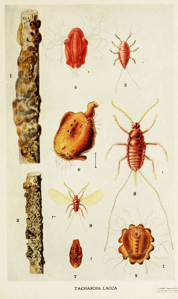 Picture of Kerria lacca from the book Indian Insect Life: A Manual of the Insects of the Plains, by Harold Maxwell-Lefroy.