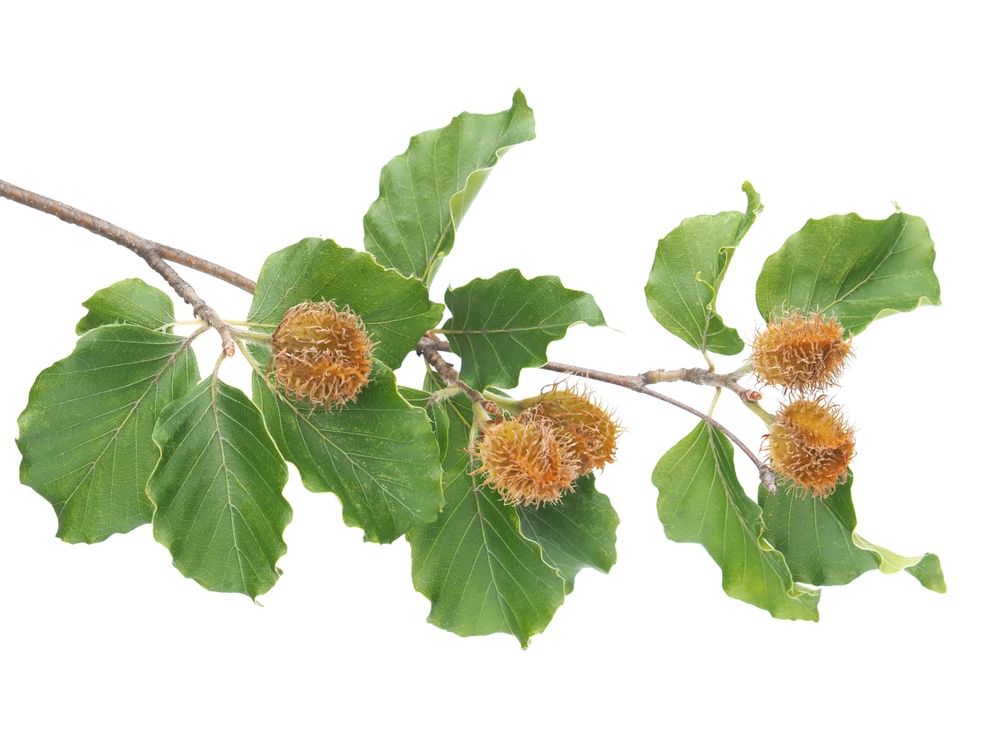 Branch of beech tree, Fagus sylvatica, with nuts and green leaves.