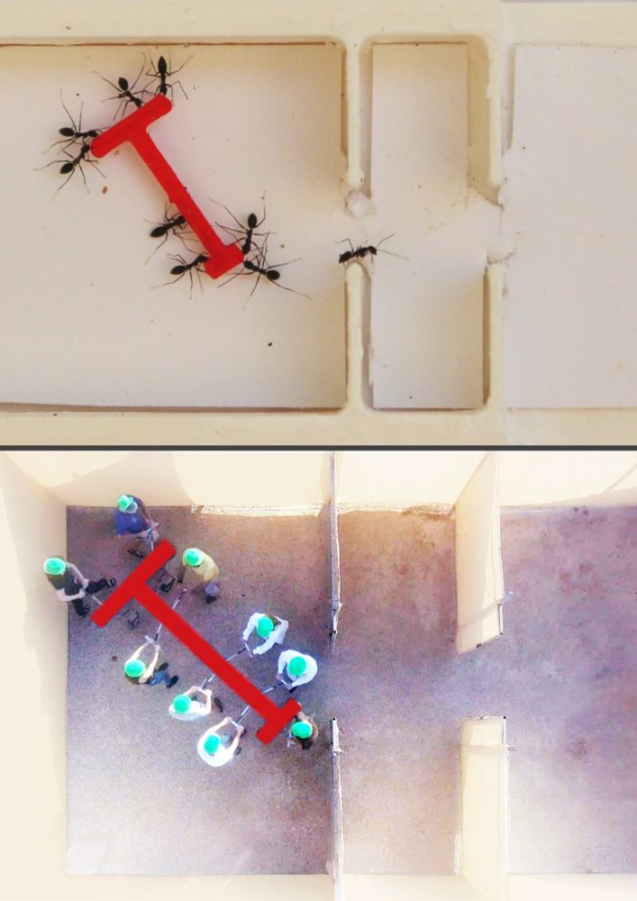A group of longhorn crazy ants (top) and a group of people (bottom) tackling scaled versions of the same geometrical maneuvering puzzle.

CREDIT: Ofer Feinerman