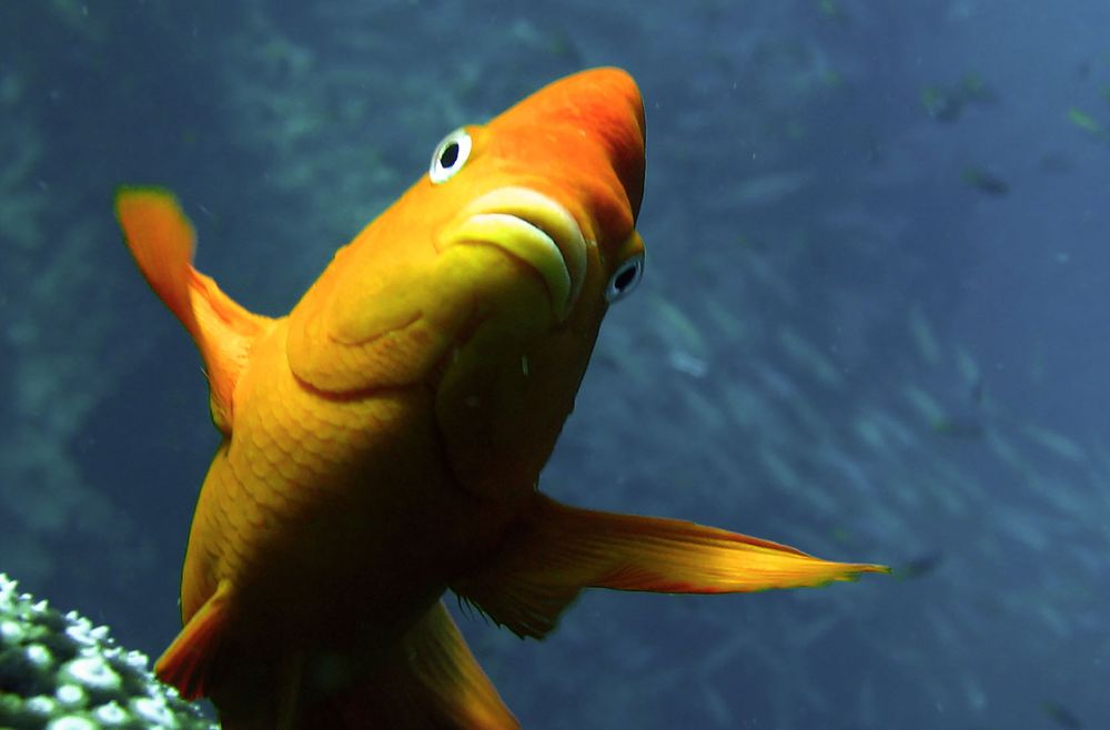 Pictured is a Garibaldi damselfish (Hypsypops rubicundus) hovering over a reef in San Clemente Island, California.

Image credit: Phil Zerofski (Scripps Institution of Oceanography, La Jolla, CA).
