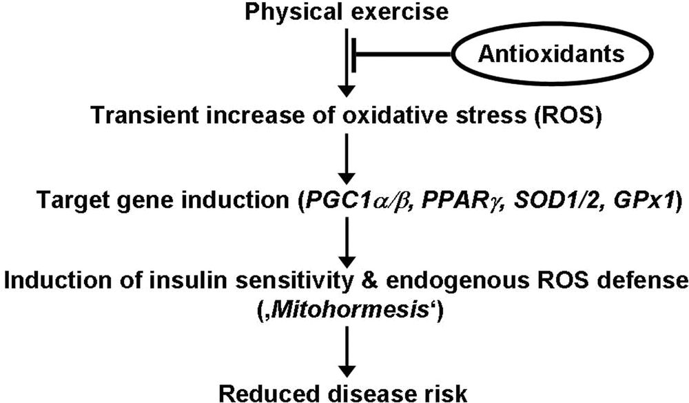 Mitohormesis links physical exercise and subsequent formation of reactive oxygen species to insulin sensitivity and antioxidant defense.
