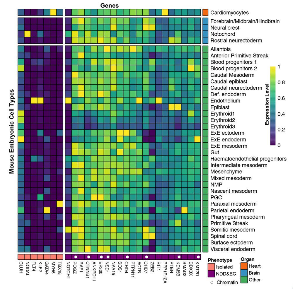 Single-cell expression during mouse gastrulation of genes enriched in probands with isolated congenital heart disease or neurodevelopmental delay and extracardiac findings. Single-cell RNA sequencing from mouse gastrulation for 28 genes associated with isolated CHD probands (in pink) or neurodevelopmental delay and extracardiac findings (in purple) are shown. On the vertical axis, cell types are sorted for heart (red), brain (blue), and other tissues (green). Expression levels are scaled to the greatest transcripts per million reads for each gene across all tissues. Chromatin genes are annotated with a white dot in the purple bar.