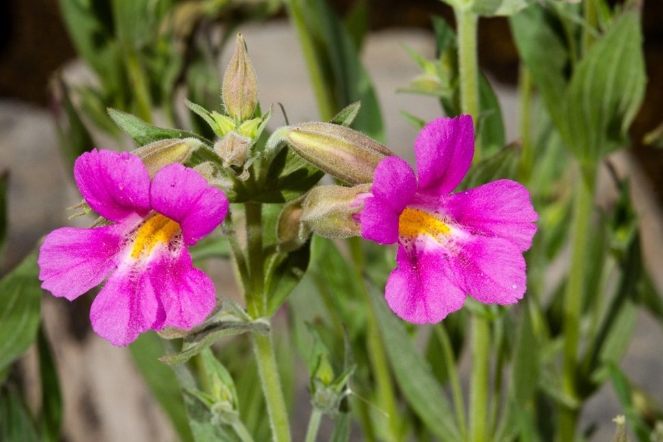 Two pink flowers grow in a patch of grass. Only in recent years have researchers discovered that noncoding RNAs have a significant role in the evolution of the oft-studied plant model system, monkeyflowers. 
Image credit: Science Source/Stuart Wilson.
