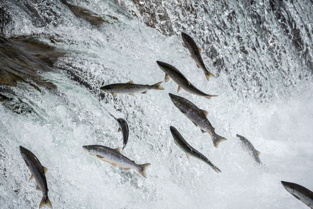 Jumping salmon. 
