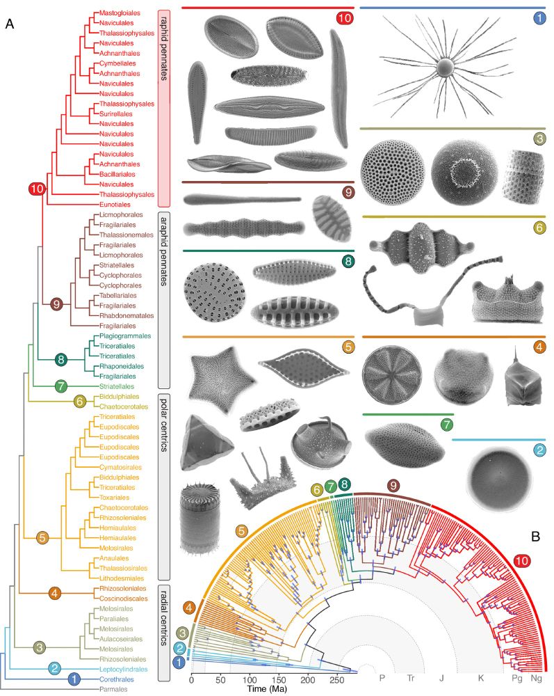 The diatom tree of life.