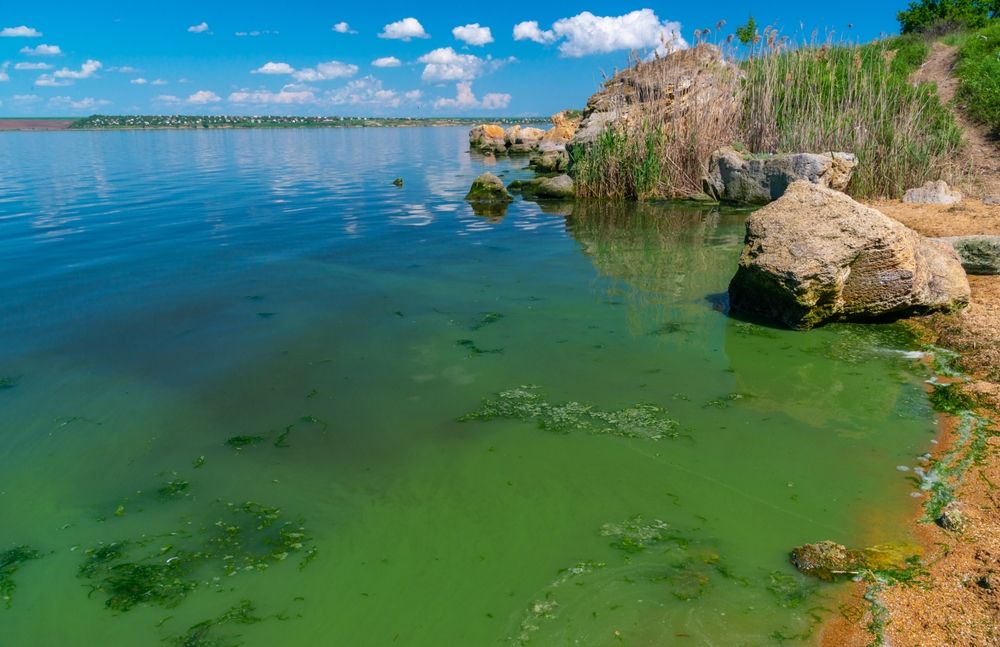Eutrophication of the Khadzhibey estuary in Ukraine. Stock photo. 