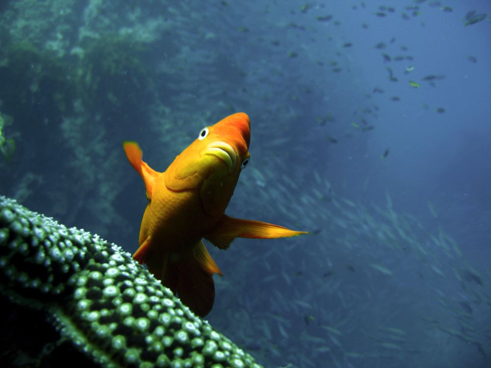 Garibaldi fish maintaining its position through subtle fin adjustments in San Clemente Island, CA. 
CREDIT: Phil Zerofski
