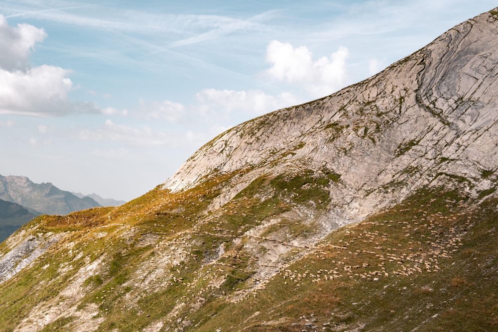 A mountain dotted with sheep, showing pastoralism in the Alps. 
CREDIT: Julia Garagno 
