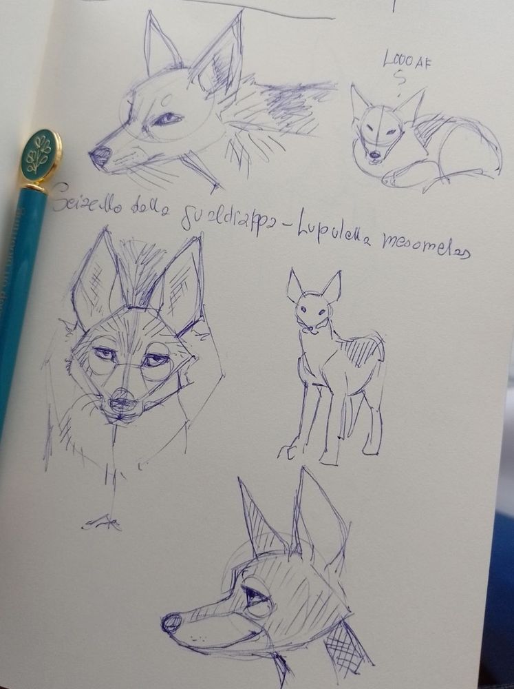 Black backed jackal sketches, in ballpoint 