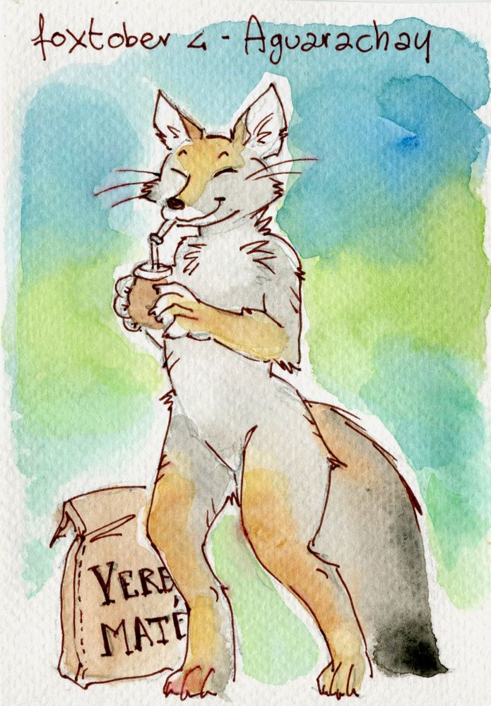 an aguarachay fox drinking some yerba matè
