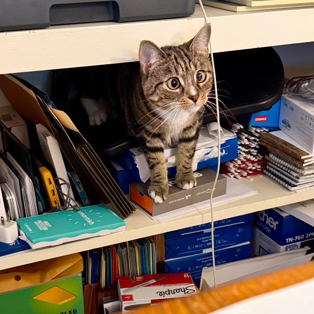 tabby cat looks out from bookshelf.