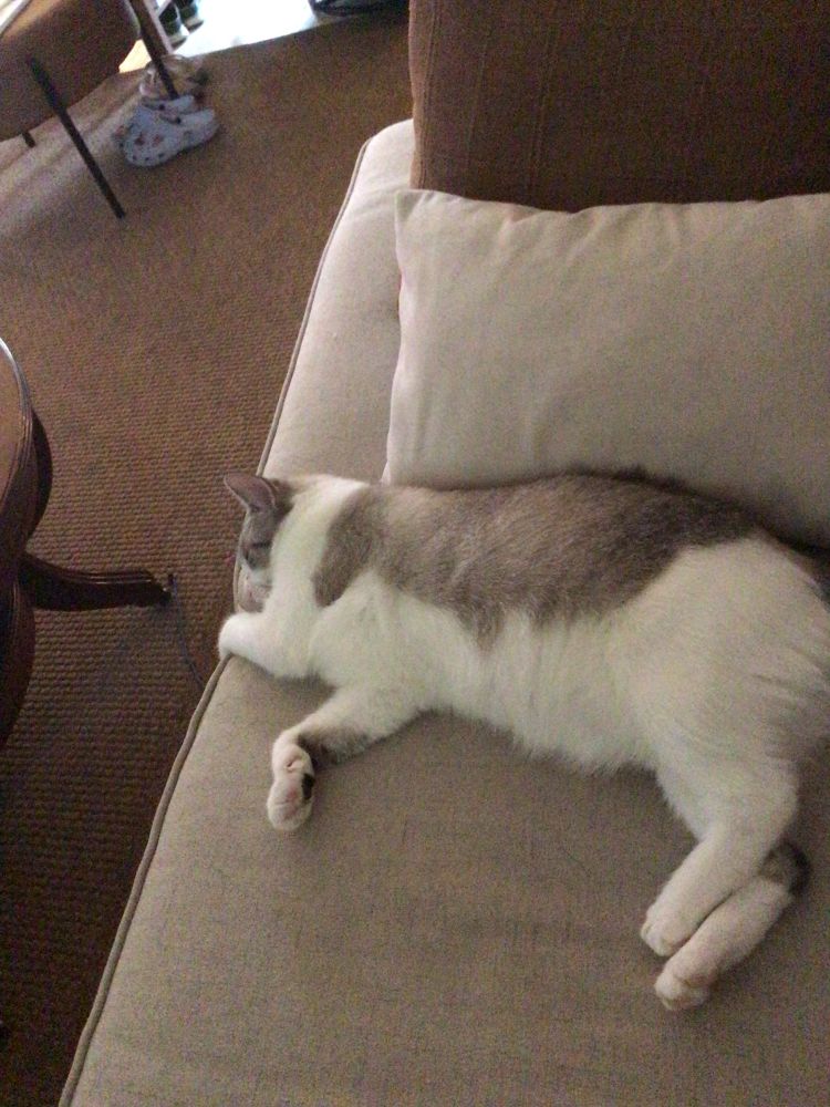 Cat sleeping soundly on a couch 