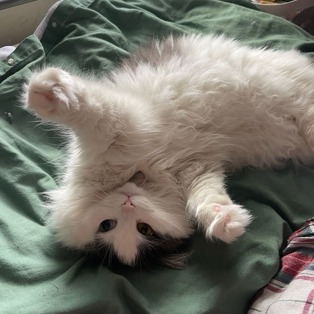 cat tax! misty moo, the white and grey longhair, lay twisted on her back, looking up at me behind the camera with her front paws reaching out playing. her pupils are big and she looks adorable. a big floofy baby