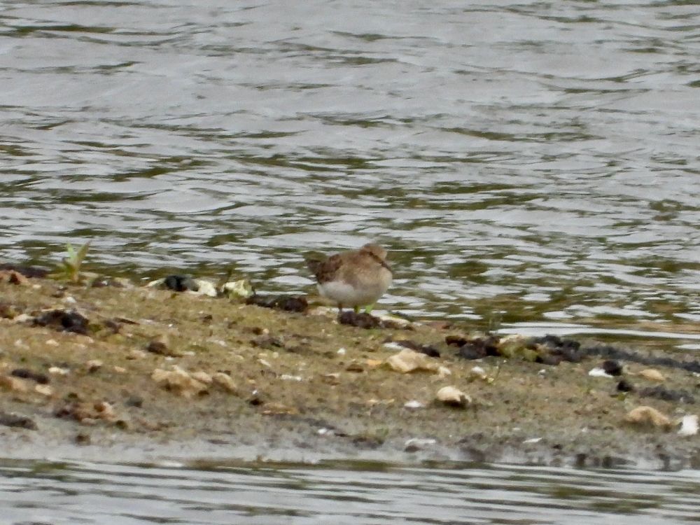 Temminck's Stint