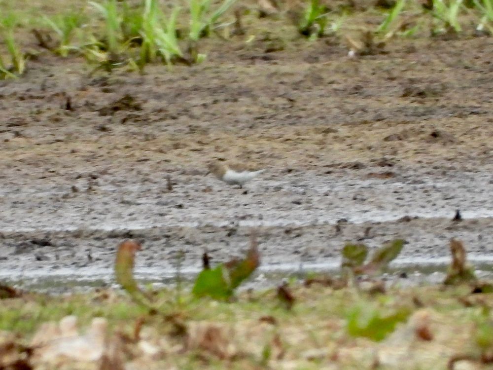 Temminck's Stint
