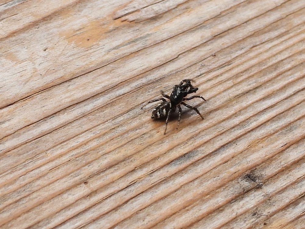 Zebra Spider 