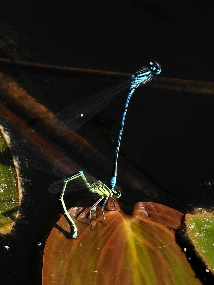 Pair of Azure Damselfly 