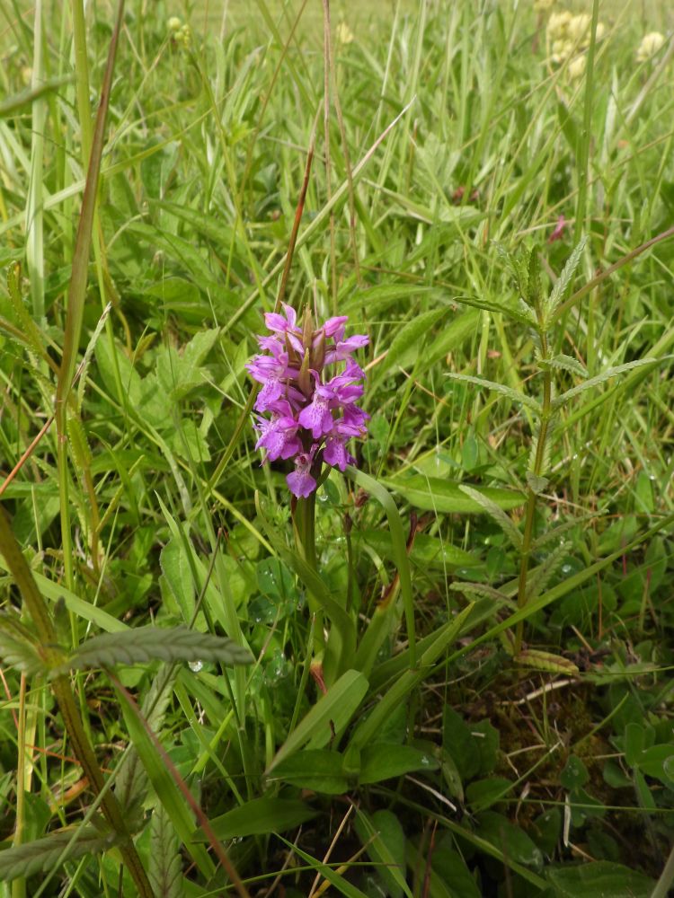 Southern Marsh Ocrhid
