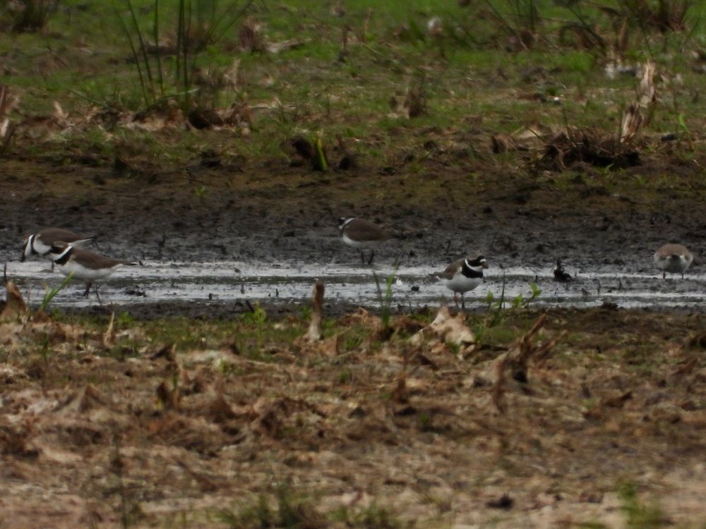 Ringed Plover