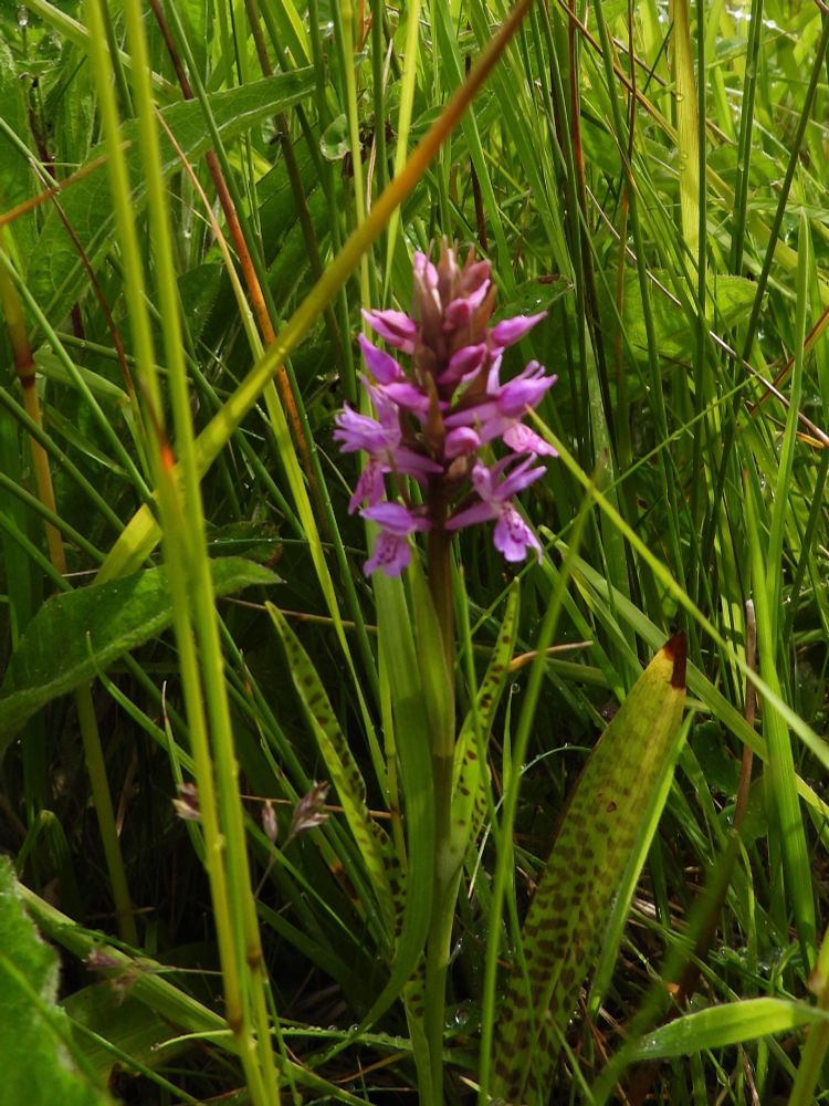 Common Spotted Orchid