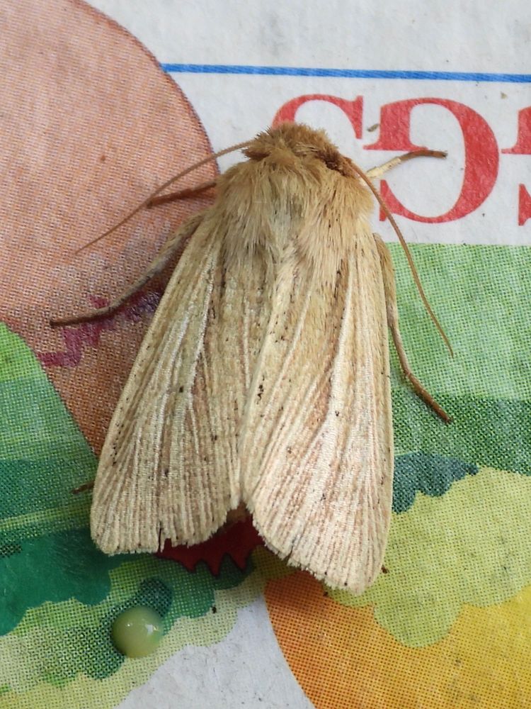 Smokey Wainscot