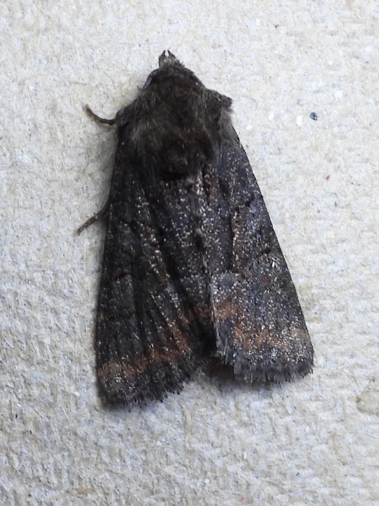 Tawny Marbled Minor
