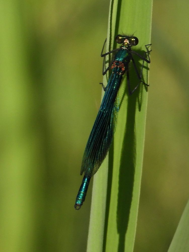 Banded Demoiselle 