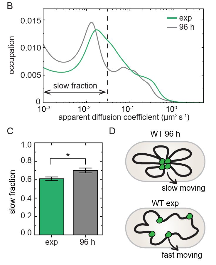 Plots showing that Dps diffuses more slowly in stationary phase.