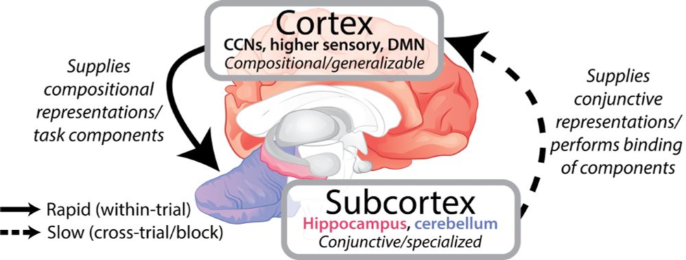 Schematic depicting cortical-subcortical interactions during multi-task learning