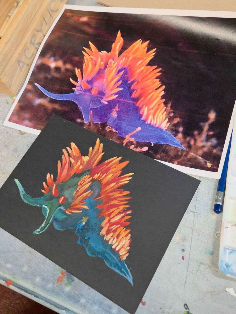 Gouache painting of a bluish nudibranch with bright orange spines on black paper, sitting on a table next to its printed photo reference.
