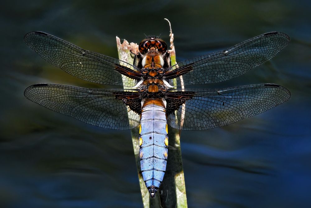 Male Broad-bodied Chaser by Dan Forder @DanFWildlife.bsky.social