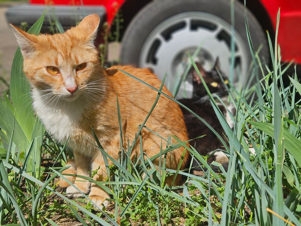 Два супер милих котика ніжаться в траві на сонечку