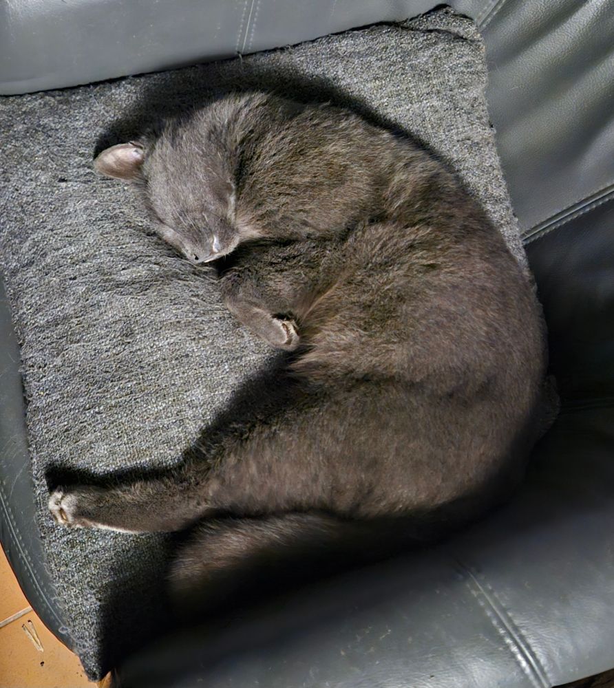 Joshua, a gorgeous and very friendly grey TomCat, sleeps soundly upon a grey cushion, in a grey chair.
He is on his side with his back legs stretched out but his front paws are in bunny pose. 