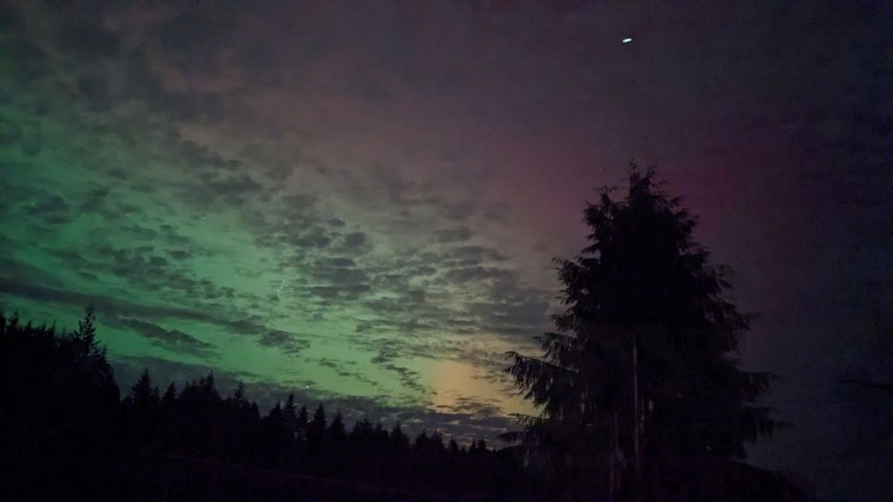 A western red cedar is silhouetted against a backdrop of yellow, green, and red aurora while a jet on approach to Seatac photobombs the shot 