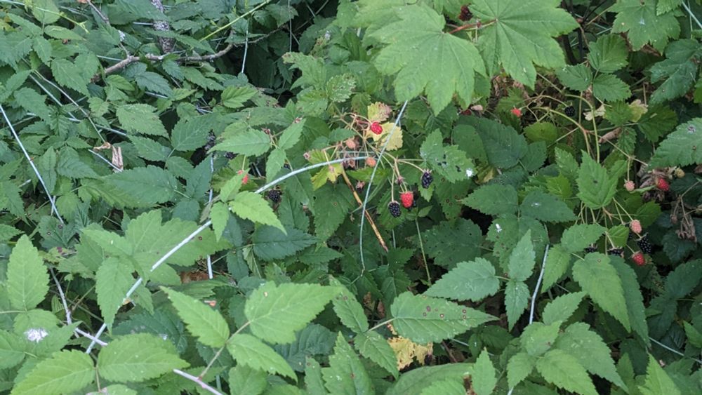 Native Pacific blackberries: basically ground cover. Fine vines with less prominent thorns. Ripe and tasty. 