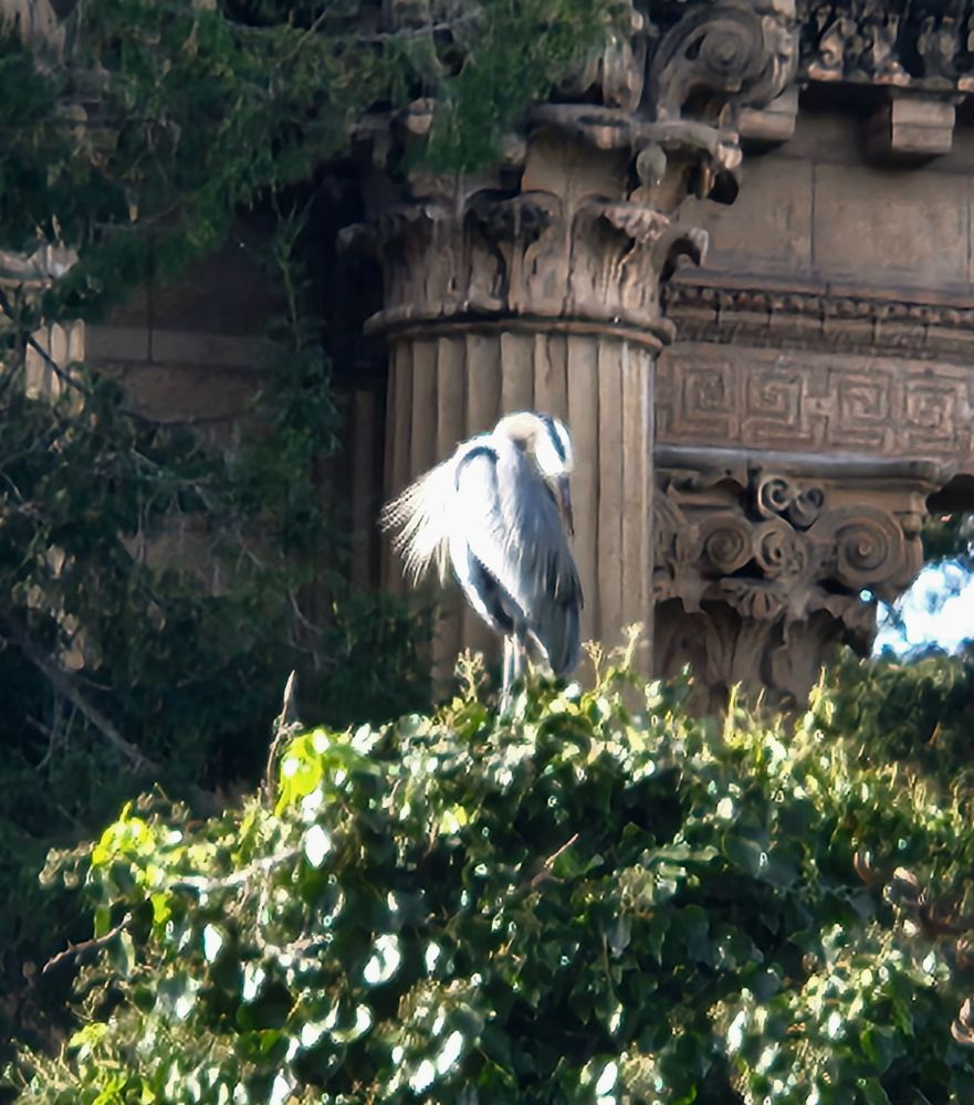 Great Blue Heron @ Palace of Fine Arts, San Francisco 