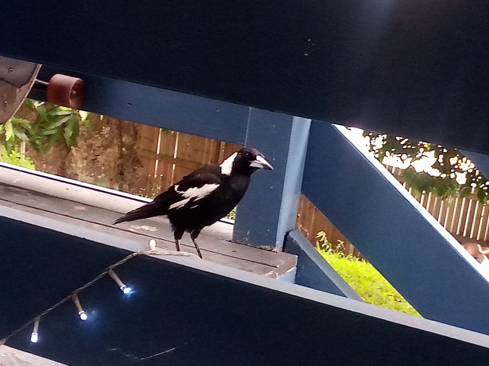 A magpie standing on my deck