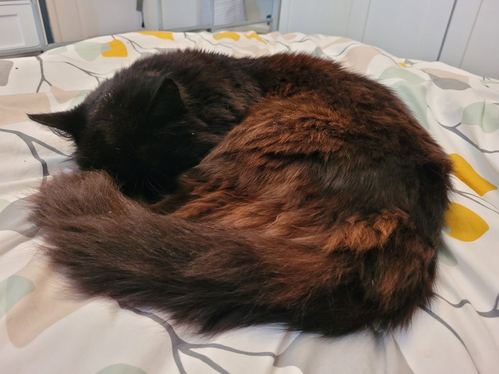 Pepe, a fluffy black/brown cat is curled up asleep on a bed. Not a cat bed, obviously. 