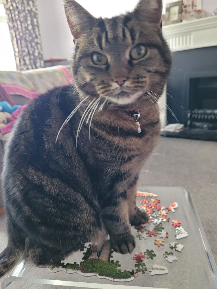 A tabby cat sitting on a partially completed jigsaw.