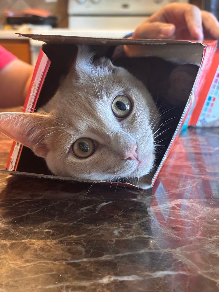 an orange cat in a box, the kind used for holding canned drinks. his face is sticking out of one end