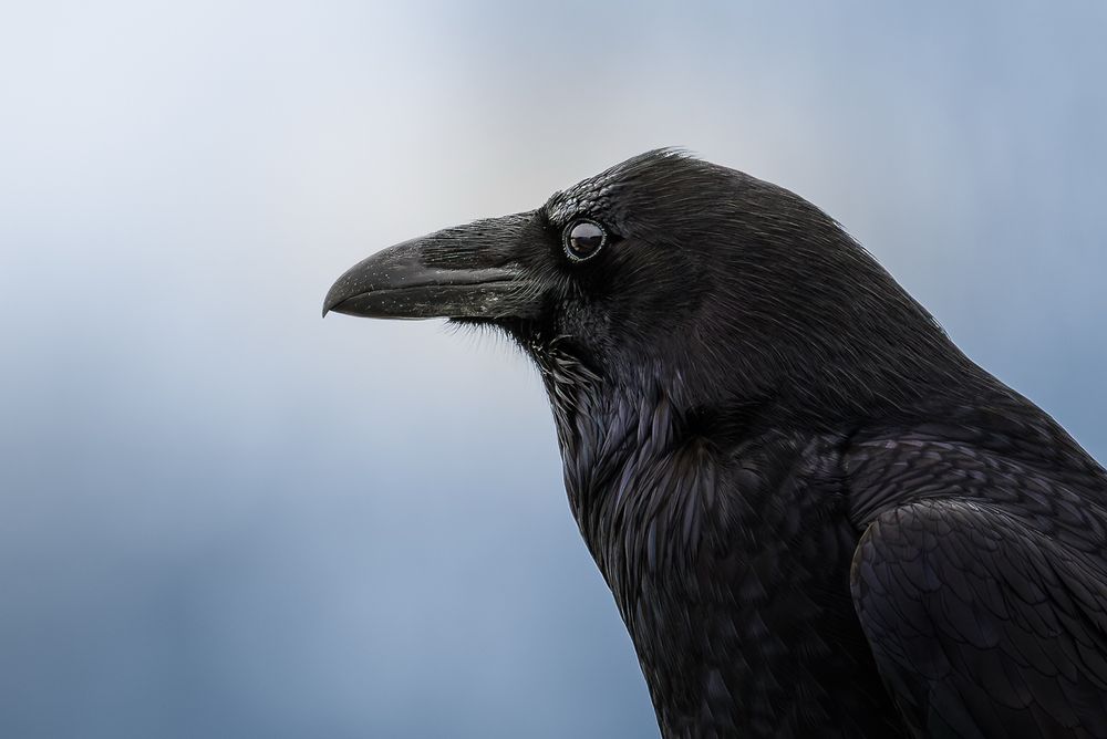 Close-up photo of a raven in profile, its dark eye reflecting the sky. The background is a soft blur of pale blue and grey, highlighting the bird’s glossy black feathers.