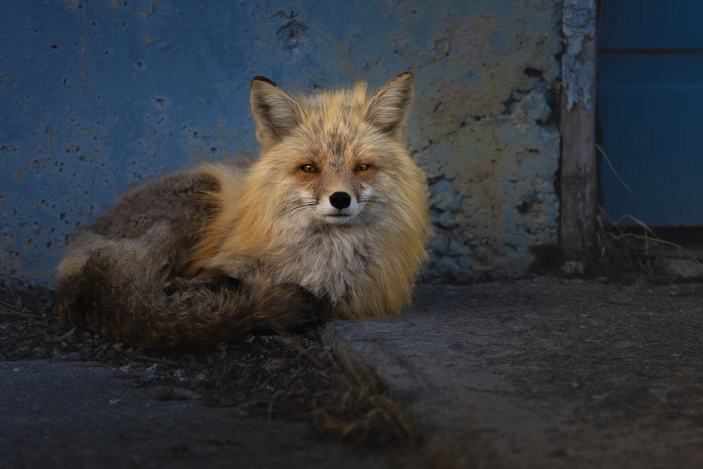 A red fox with golden fur lounges calmly against a weathered blue wall in Yellowknife. Its piercing amber eyes and thick tail stand out against the gritty concrete setting.