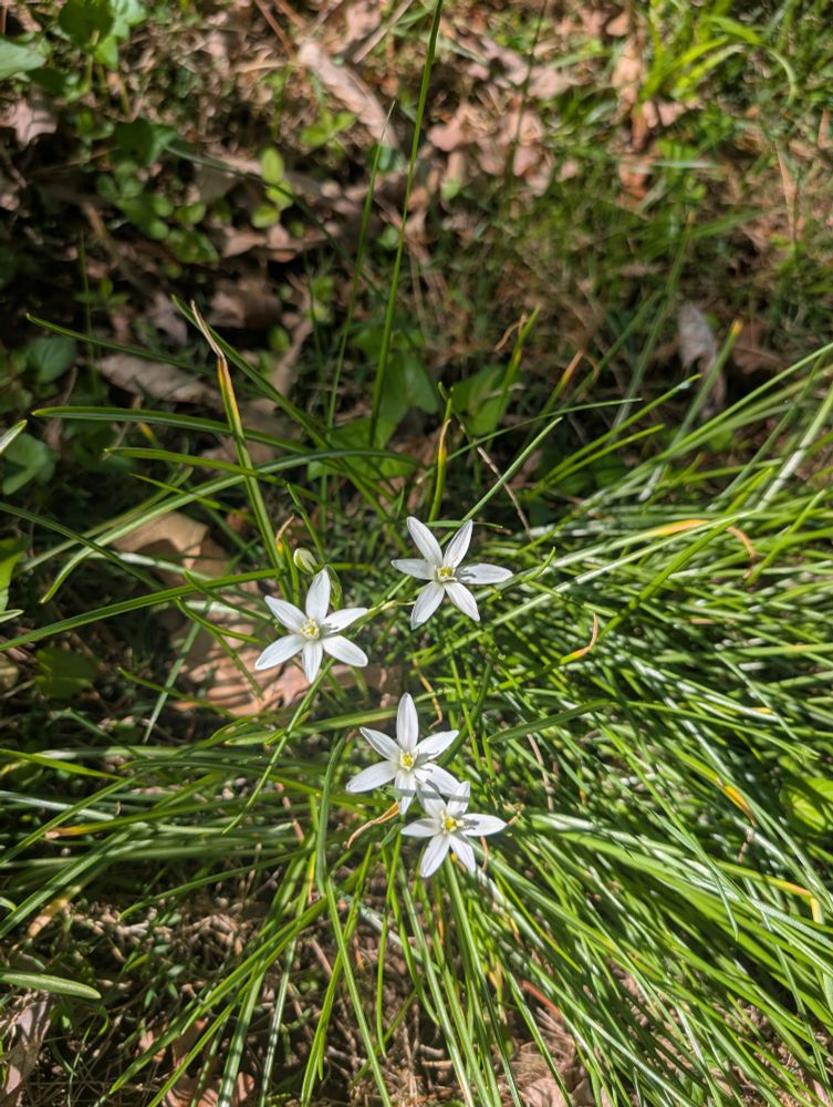 Garden star-of-bethlehem